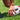 STRADIA "ATTACK" Size 5 Rugby League Ball – "School Practice Design with MAX Pimple Grip" – Pack of 10 with FREE Mesh Storage Bag