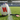STRADIA TYPHOON Rugby League Ball + Inflatable Pump (Free)