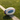 STRADIA "TYPHOON" Size 5 Rugby League Ball - "International Match Series with Silica Reinforced Grip"